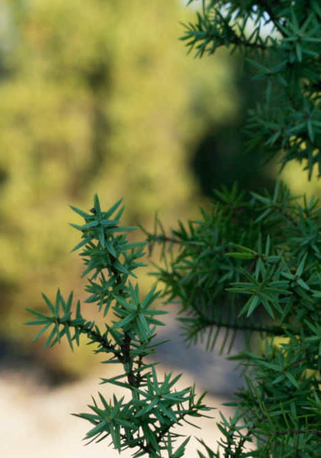 Emozione Sardegna, ginepro sulle Dune di Porto Pino Emozione Sardegna, ginepro sulle Dune di Porto Pino