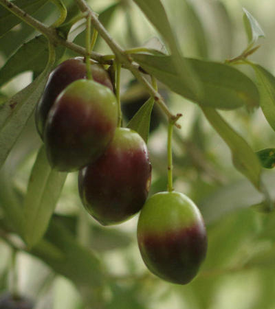 Emozione Sardegna, Oliva nera di Gonnos nelle campagne di Gonnosfanadiga